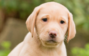 Zara hearing dog